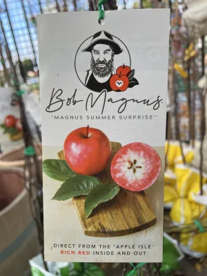 Apple Semi-Dwarf 'Magnus Summer Surprise'