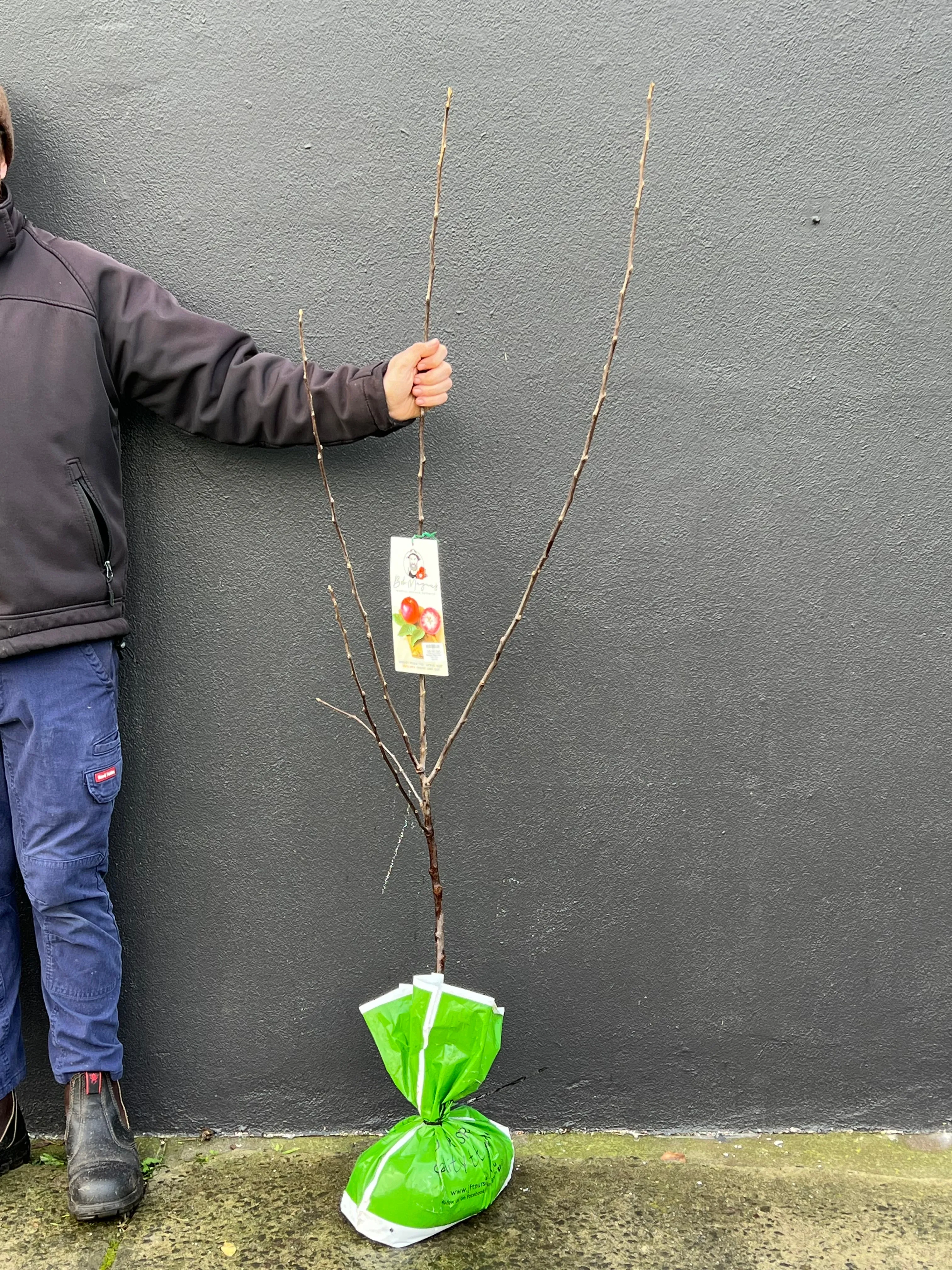 Apple Semi-Dwarf 'Magnus Summer Surprise'