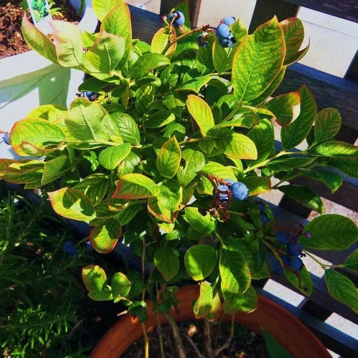 'Earliblue' Blueberry Bush