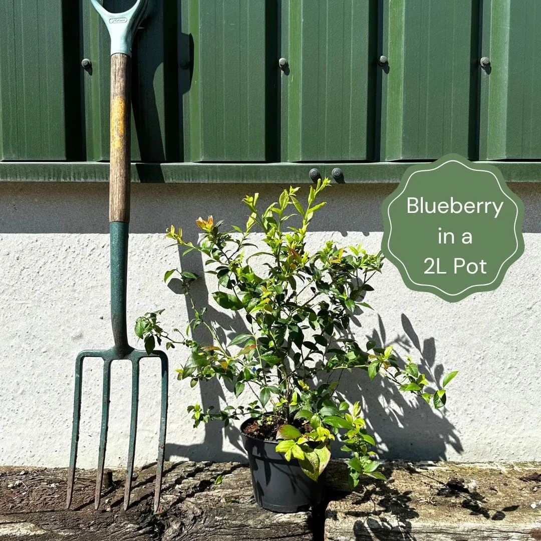 'Earliblue' Blueberry Bush