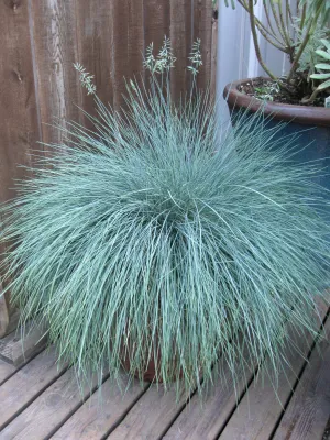 Festuca glauca Beyond Blue 1 qt