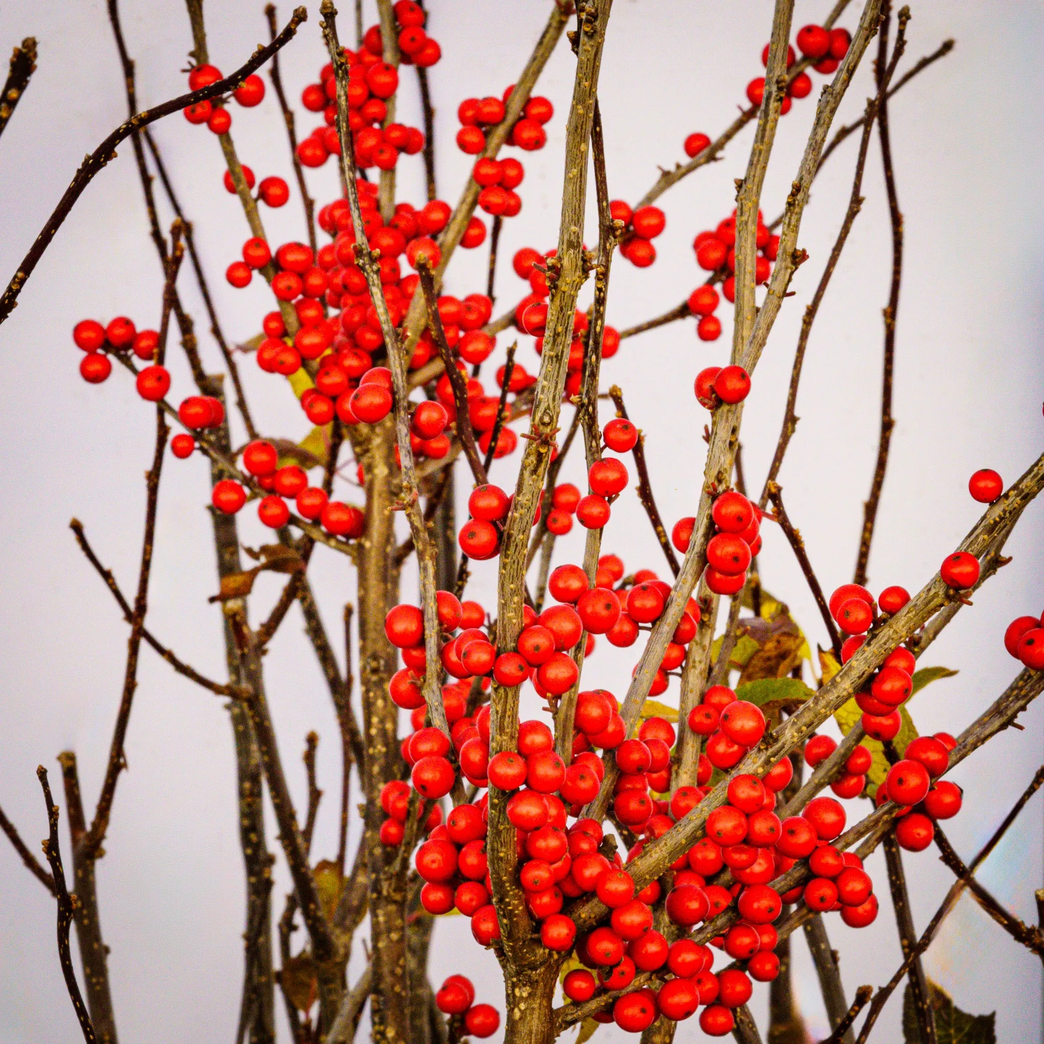 Red Sprite Winterberry Holly
